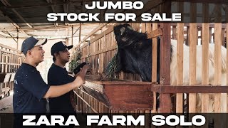 REVIEW STOCK KAMBING JUMBO DI ZARA FARM SOLO