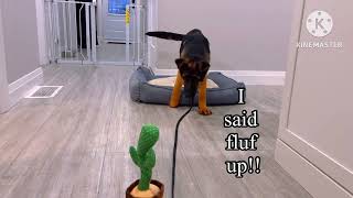 Cute GSD Puppy's Funny Reaction to Dancing Cactus Toy 🐕😂 | 24-Second LOL Moment!