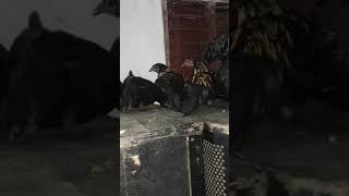 Kadaknath Rooster Sleeping and Kadaknath Chicks Sleeping