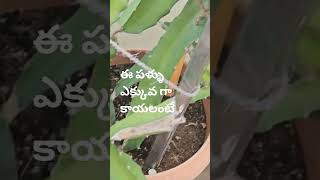 ఈ #పళ్ళు #ఎక్కువగా కాయలంటే #ఏమి #కావాలి #short#video#.