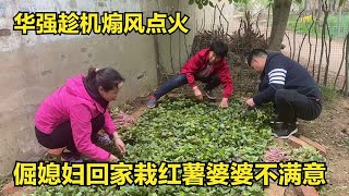 倔媳妇回家栽红薯，婆婆看到埋怨唠叨不停，华强一旁趁机煽风点火【倔媳妇】