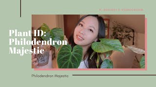 RARE PHILODENDRONS | PHILODENDRON MAJESTIC (philodendron sodiroi x philodendron verrucosum)