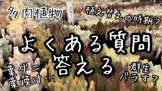 【多肉植物】多肉のよくある質問にお答えします！【ラジオ動画】