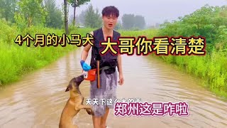 郑州别下了！4个有的小马犬 大哥你看看中不中#训犬 #马犬幼犬