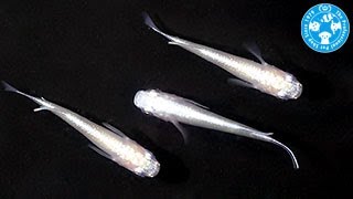 【チャーム】松井ヒレ長幹之メダカ　フルボディ Oryzias latipes var. charm動画