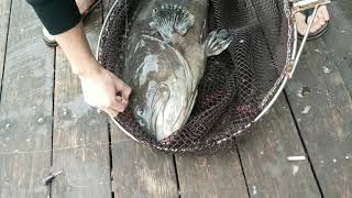 在海釣場。意外拉到 25kg大石斑fishing fish in a pond accidentally pulls 25kg grouper拉的爽爽， 可惜沒有正吃，所以 不算又再放回去。