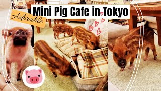 Mini Pig Cafe in Tokyo | A Day In the Life in Tokyo