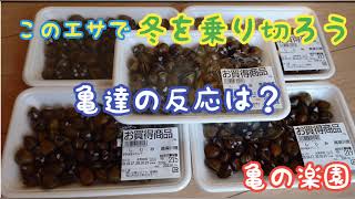 このエサで冬を乗り切ろう、亀達の反応は？ 亀の楽園 岡山