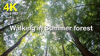 4k 치악산 산책 여름풍경 고화질 영상 소스  |  Walking In The Summer Forest