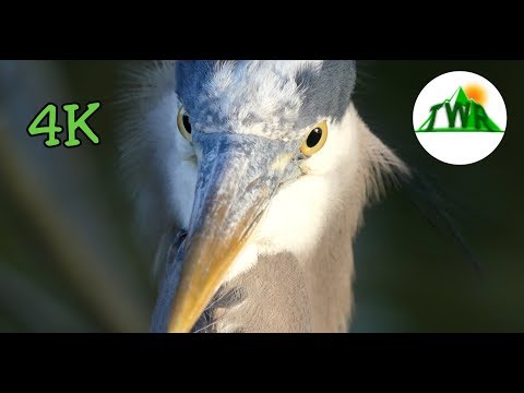 How do you attract blue herons?