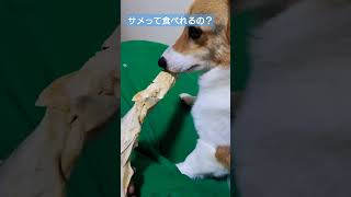 迫り来る？#corgi #dog #コーギー多頭飼い #コーギー犬 #コーギー #shorts