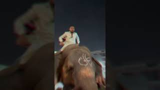 Elephant Arrives for 16th Rajab Sandal-e-Mubarak | Hyderabad, India | 1444-2023