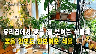 식물 VLOG 꽃을 때되면 보여주는 식물과 몇년째 기다려도 안보여주는 식물(feat. 발아한 시클라멘 소소한 근황)