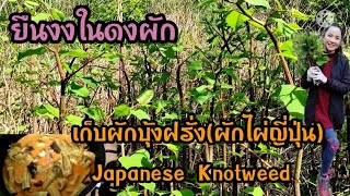 355. เก็บผักบุ้งฝรั่ง(ผักไผ่ญี่ปุ่น) Japanese Knotweed