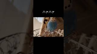 水入れの水を飲まないピー嬢　 #セキセイインコ #セキセイインコのいる暮らし