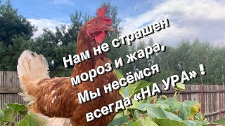 РЕЦЕПТ КОРМА ДЛЯ НЕСУШЕК.#ЛОМАНБРАУН.#АЛТАЙСКАЯБЕНТАМКА.