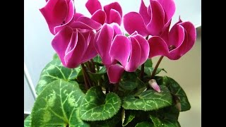 цикламен / cyclamen