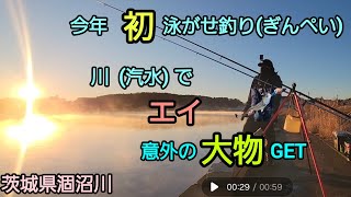 [　茨城県 涸沼川　]　今年　初　泳がせ釣り(ぎんぺい)　川で エイ 意外の大物  GET！！　#曲 /人魚のラテ