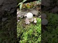 this looks depressingly familiar gem studded puffballs nature ediblemushrooms