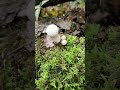 this looks depressingly familiar gem studded puffballs nature ediblemushrooms