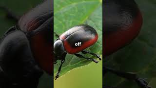 Mind Blowing Bug Facts You Didn't Know #shorts #animals #nature #wildlife #bug #insects #facts #fyp