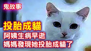 【鬼故事】阿姨因病早逝，竟投胎成了貓｜芝麻