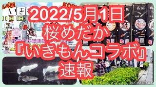 2022/5月1日　桜めだか　『いきもんコラボ』速報