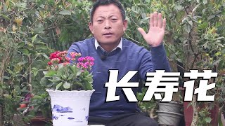 长寿花深受人们喜爱！学会这几招，一年四季花开不断！【养花的师傅】