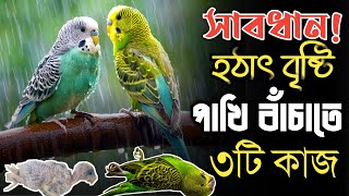 সাবধান😵 হঠাৎ বৃষ্টিতে পাখির যত্ন✅|| যে ৩টি কাজ করবেন