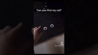 Can you find him? 😂 #funnycats #cat #blackcat