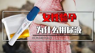 揭秘女性验孕的真相，为什么尿液能验出怀孕？验孕棒还能验男性？