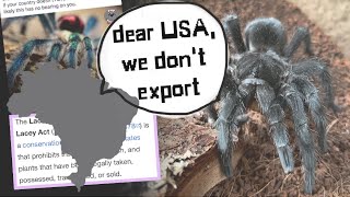 Are these ILLEGAL now? Brazilian TARANTULAS and the Lacey Act