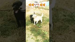 dog lover channel 🥰🥰🐶🐕🥰🥰🥰 #doglover #trending #shorts #ytshorts #funny #godarigattu #dogshorts