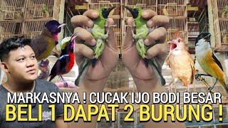 MUMPUNG ADA ! REZEKI HARI INI PROMO SEHAT BELI CUCAK IJO 1 DAPAT BURUNG KONIN PASAR BURUNG PRAMUKA