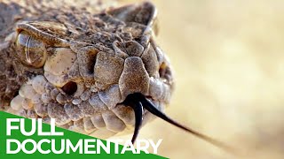 The Most Dangerous Wildlife Moments - Part 1 | Free Documentary Nature