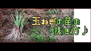 【初めての栽培】玉ねぎの苗の抜き方