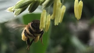 Bees Producing Around 1 TON of Honey In One Week After Extracting!