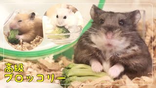 グルメハムスターに無添加高級ブロッコリーあげてみた🐹