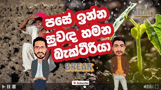 Break එක | පසේ ඉන්න සුවඳ හමන බැක්ටීරියා | Bacteria in the soil that produce geosmin