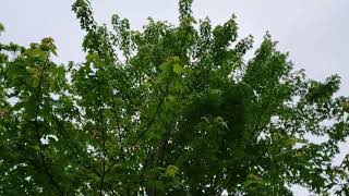 Co dominant stems and reduction pruning