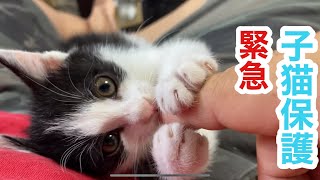 子猫保護 びしょ濡れ低体温で緊急保護したハチワレ猫ちゃんの成長記録 straycats 野良猫