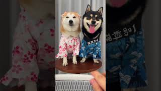 十月贴贴萌宠版转手机变装来啦 柴犬金十月 柴犬 转手机变装