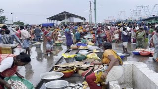 நாகப்பட்டினம் துறைமுகத்தில் கரை இறக்கிய டன் கணக்கான மீன்கள்