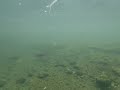 sockeye spawning in the upper gulkana river