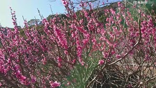 春呼ぶ 紅白 梅が見ごろ…熱海梅園