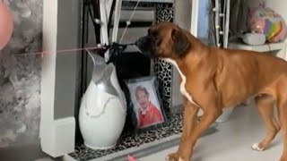 Dog Birthday Prank: Mischievous Pup Steals the Show! || WooGlobe