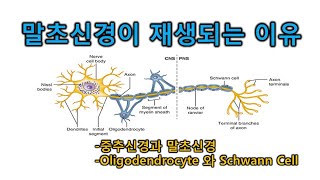 말초신경이 재생되는 이유 - 중추신경과 말초신경 -  Schwann ceii과 OligodeddroCytes