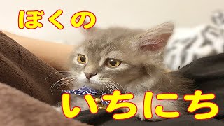 来世は子猫一択だわ！ラパーマ子猫の理想の一日！！