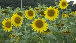 제6회 장남면 통일바라기축제