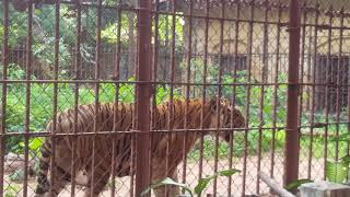 tiger roaring Thrissur zoo